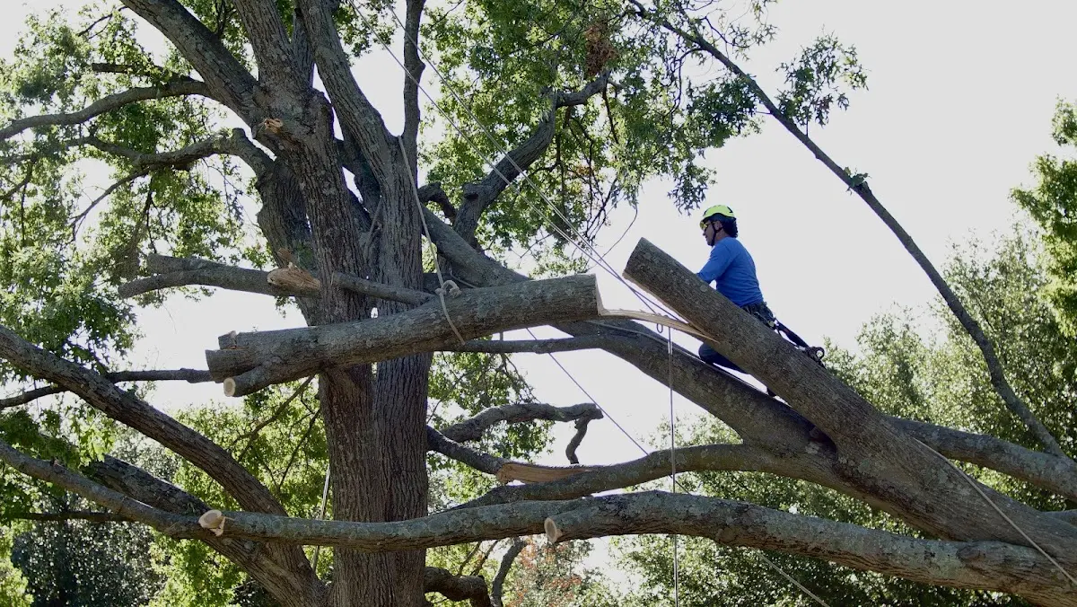 Professional Crown Thinning performed by certified arborists in Toney